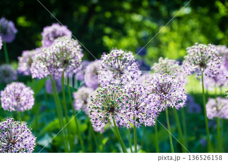 小さい赤紫の花弁が密集してボールのように咲いている花 ロンドン郊外のキューガーデンにて 小さい赤紫の花弁が密集してボールのように咲いている花 ロンドン郊外のキューガーデンにて 136526158
