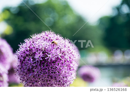 小さい赤紫の花弁が密集してボールのように咲いている花　ロンドン郊外のキューガーデンにて 136526168