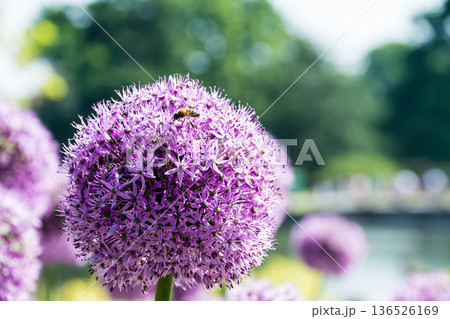 小さい赤紫の花弁が密集してボールのように咲いている花 ロンドン郊外のキューガーデンにて 小さい赤紫の花弁が密集してボールのように咲いている花 ロンドン郊外のキューガーデンにて 136526169