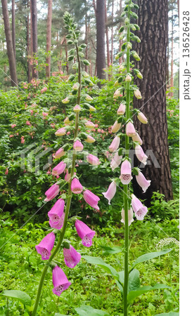 A Digitalis purpurea plant blooms among forest greenery. Wild elegance and natural harmony. 136526428