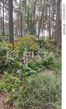 A Digitalis purpurea plant blooms among forest greenery. Wild elegance and natural harmony. A Digitalis purpurea plant blooms among forest greenery. Wild elegance and natural harmony. 136526437