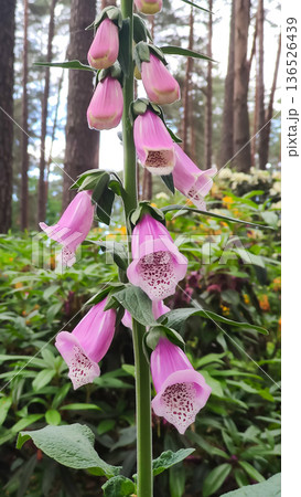 Purple Digitalis blossoms stand out against green foliage. Vibrant beauty and organic contrast. 136526439