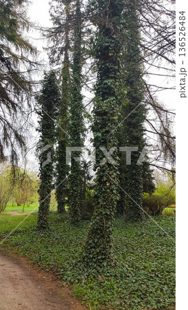 Hedera helix wraps tightly around a tree trunk in a forest. Natural growth and peaceful woodland beauty. Hedera helix wraps tightly around a tree trunk in a forest. Natural growth and peaceful woodland beauty. 136526484