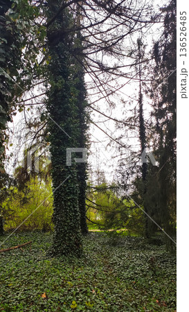 Hedera helix wraps tightly around a tree trunk in a forest. Natural growth and peaceful woodland beauty. Hedera helix wraps tightly around a tree trunk in a forest. Natural growth and peaceful woodland beauty. 136526485