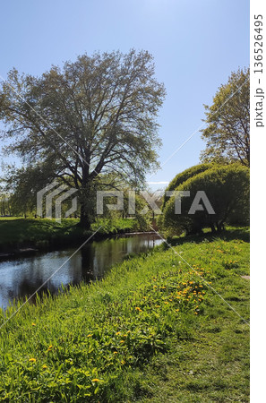 A sunny spring park with a pond invites a quiet walk. 136526495