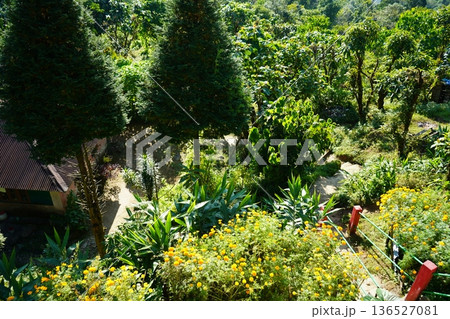 High Angle View of Lush Green Mountain Garden with Vibrant Yellow Marigold Flowers 136527081
