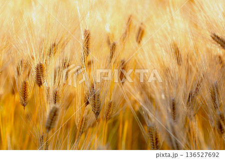 収穫間近の黄金色の麦の穂 収穫間近の黄金色の麦の穂 136527692
