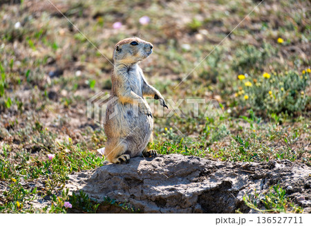 Black-tailed prairie dog in Badlands National Park South Dakota. Cute animal stands alert on a dirt mound in a green field with wildflowers Black-tailed prairie dog in Badlands National Park South Dakota. Cute animal stands alert on a dirt mound in a green field with wildflowers 136527711