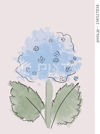 Watercolor sketch of blue hydrangea flower, botanical illustration, soft pastel Watercolor sketch of blue hydrangea flower, botanical illustration, soft pastel 136527838