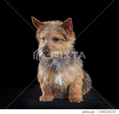Sitting beautiful Norwich Terrier dog 136528135