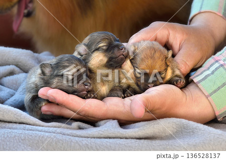 Spitz puppies hanging on arms 136528137