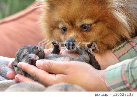 Adorable spitz dog with its puppy 136528138