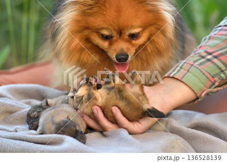 Adorable spitz dog with its puppy Adorable spitz dog with its puppy 136528139