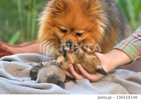 Adorable spitz dog with its puppy 136528140