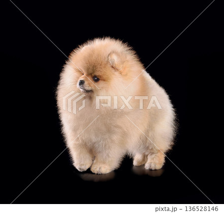 Beautiful red Pomeranian Spitz 136528146