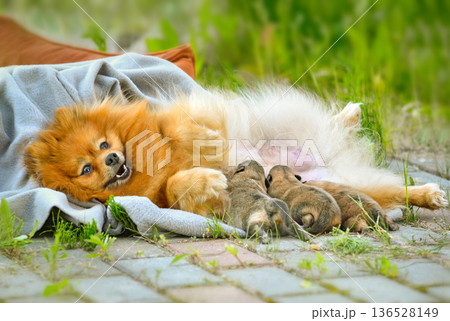 Happy golden spitz feeding puppies Happy golden spitz feeding puppies 136528149