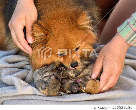 Breeder with beautiful spitz with its puppies 136528150