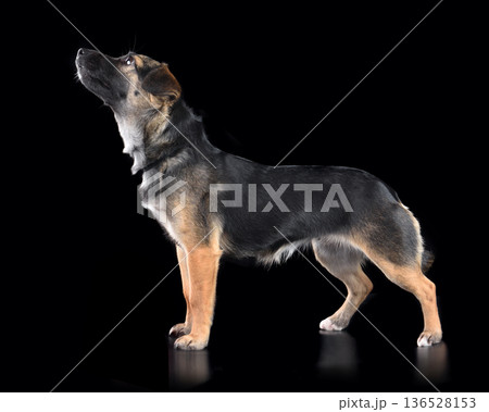 Studio close up portrait of curious mixed breed dog Studio close up portrait of curious mixed breed dog 136528153
