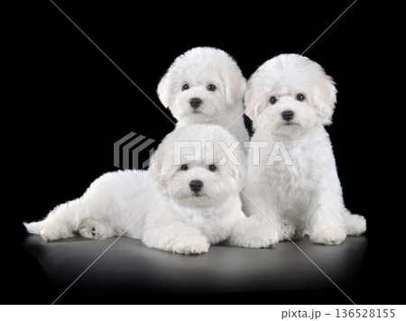 Group of puppies sitting on black background Group of puppies sitting on black background 136528155