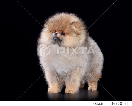 Beautiful red Pomeranian Spitz 136528156