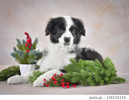 Cute lying border collie puppy Cute lying border collie puppy 136528158
