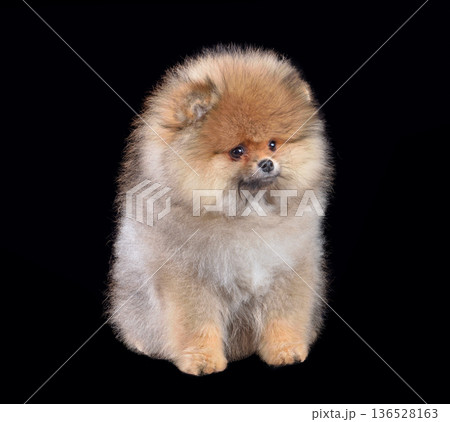 Red Pomeranian dog puppy 136528163
