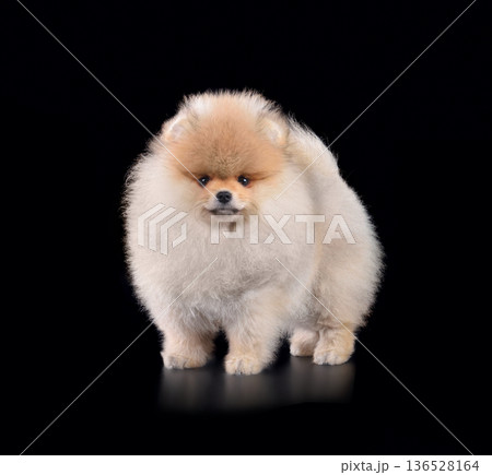 Studio shot of beautiful Pomeranian dog 136528164