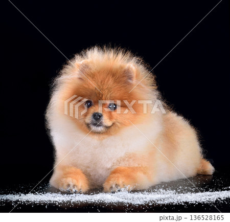 Red Pomeranian dog lying on black background 136528165