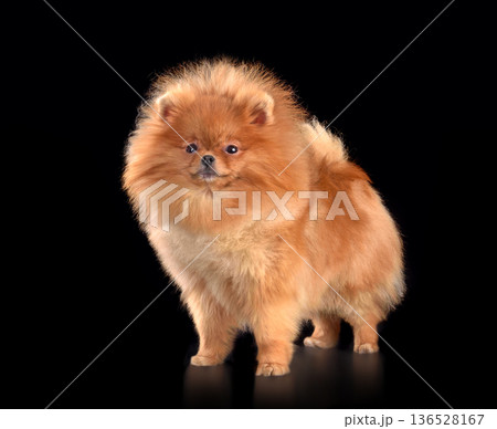 Cute Pomeranian Spitz puppy 136528167