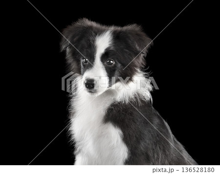 Cute border collie puppy portrait Cute border collie puppy portrait 136528180