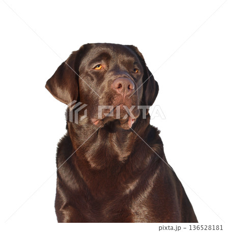 Beautiful chocolate labrador retriever dog in studio Beautiful chocolate labrador retriever dog in studio 136528181