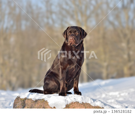 Beautiful chocolate labrador retriever sitting in park Beautiful chocolate labrador retriever sitting in park 136528182