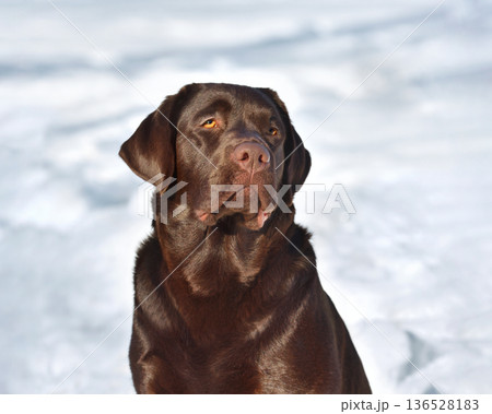 Portrait of adorable chocolate labrador retriever dog Portrait of adorable chocolate labrador retriever dog 136528183