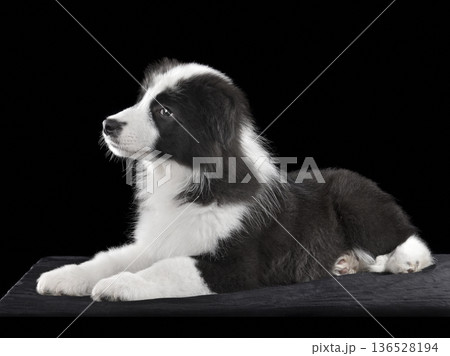Studio close up shot of border collie puppy Studio close up shot of border collie puppy 136528194
