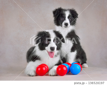 Two border collie puppies play in colorful balls 136528197