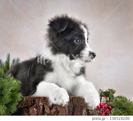 Studio shot of border collie puppy Studio shot of border collie puppy 136528200