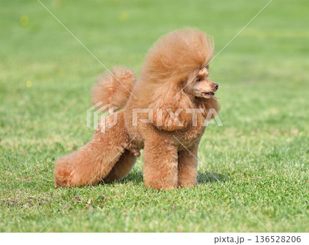 Apricot show class toy poodle standing on green grass Apricot show class toy poodle standing on green grass 136528206