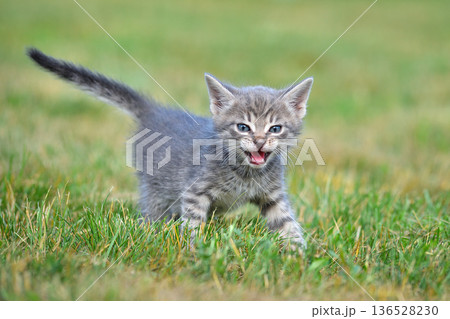Meowing striped kitten in green grass 136528230