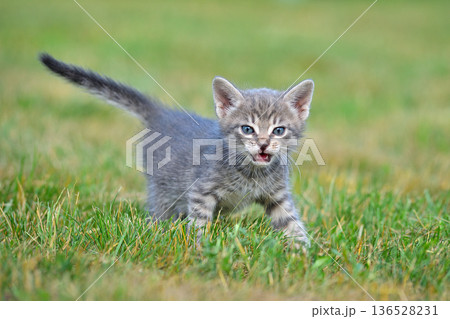 Adorable tabby kitten with blue eyes 136528231