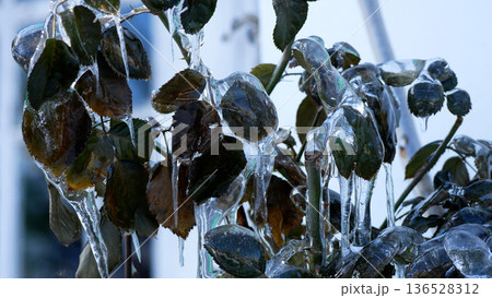 Rose bushes covered in ice. Frost. 136528312