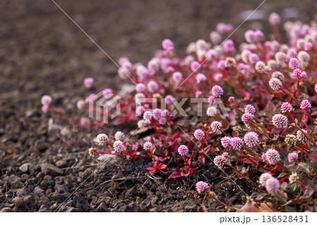 Pink-headed knotweed plant with flowers and red leaves. 136528431