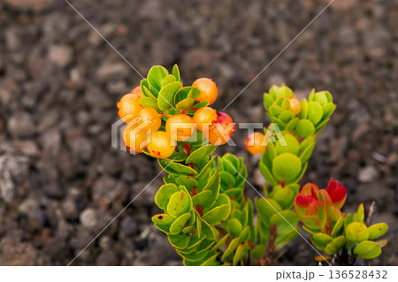Vibrant orange berries of Ohelo with green foliage on the branch. 136528432