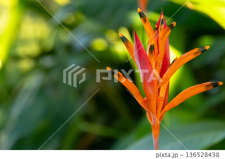 Orange parrot's flower with green foliage grows in tropical garden. Orange parrot's flower with green foliage grows in tropical garden. 136528438