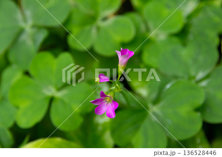 Pink woodsorrel flowers with green foliage in tropical garden. Pink woodsorrel flowers with green foliage in tropical garden. 136528446