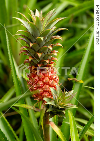 Small pineapple fruit grows and ripens in the greenhouse. 136528454