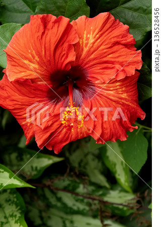 Vivid red Hibiscus flower blooms in the tropical garden. 136528456