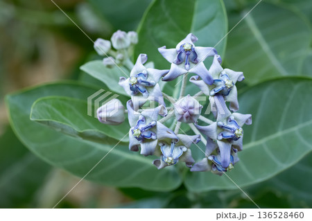 Calotropis Gigantea Flowers Blooming on Tropical Tree Calotropis Gigantea Flowers Blooming on Tropical Tree 136528460