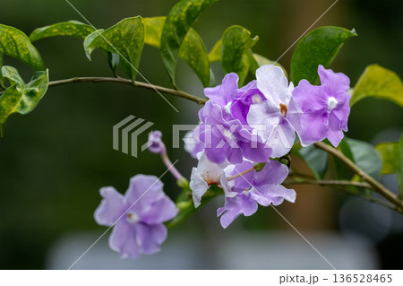 Thunbergia Laurifolia Blue and white Flowers on a Vine. Thunbergia Laurifolia Blue and white Flowers on a Vine. 136528465