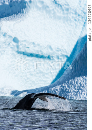 Tail of a humpback whale in the Antarctic Tail of a humpback whale in the Antarctic 136528498