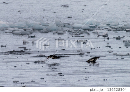 Adelie Penguins in Antarctica Adelie Penguins in Antarctica 136528504
